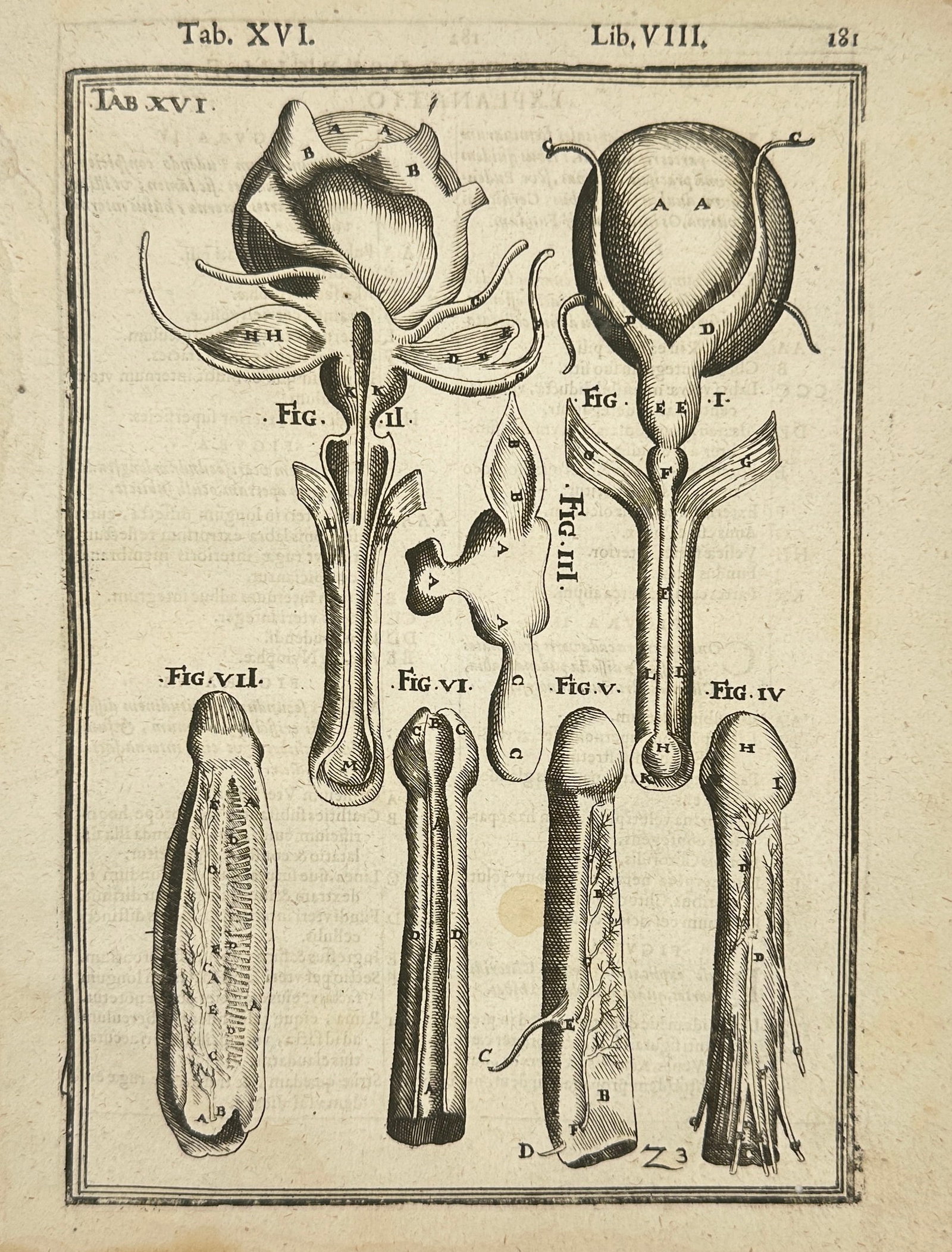 Adriaan van den Spiegel – Anatomical Engraving – Female Reproductive System – Copper Engraving (1 of 2)