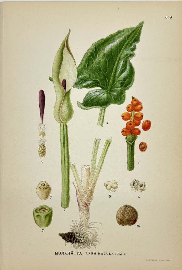 Carl Lindman – Botanical Chromolithograph – Arum maculatum – Spotted Arum – Flora: This lovely chromolithography is from Carl Lindman’s Bilder ur Nordens Flora, published in Stockholm by Wahlström & Widstrand in 1905. The print depicts the Arum maculatum, commonly known as the Sp