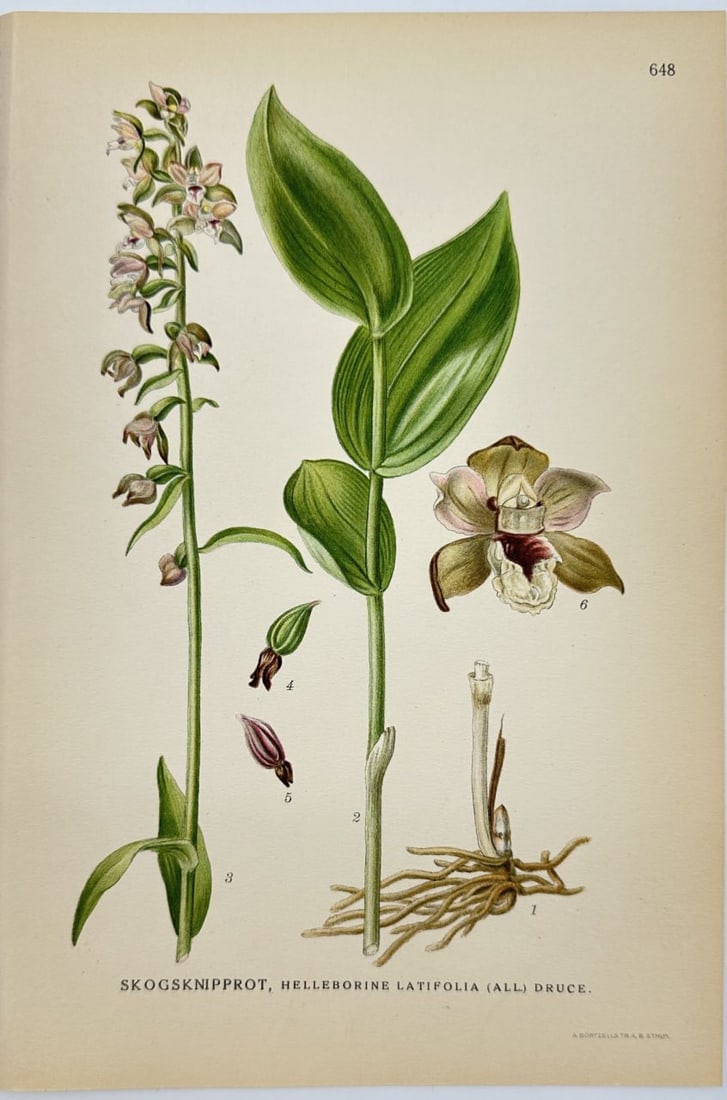 Carl Lindman – Botanical Chromolithograph – Cephalanthera longifolia – Helleborine: This lovely chromolithography is from Carl Lindman’s Bilder ur Nordens Flora, published in Stockholm by Wahlström & Widstrand in 1905. It depicts the Cephalanthera longifolia, commonly known as Hel