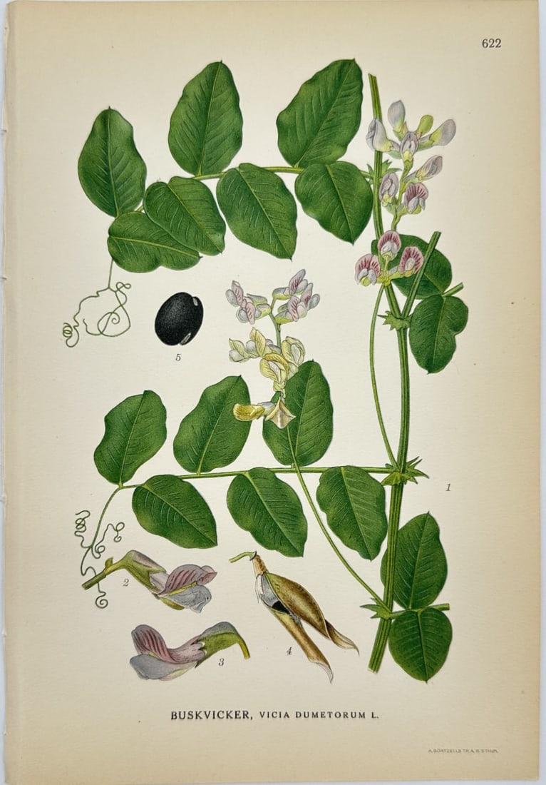 Carl Lindman – Botanical Chromolithograph – Vicia dumetorum – Bush Vetch – Flora: This lovely chromolithography is from Carl Lindman’s Bilder ur Nordens Flora, published in Stockholm by Wahlström & Widstrand in 1905. It depicts the Vicia dumetorum, commonly known as Bush Vetch, 