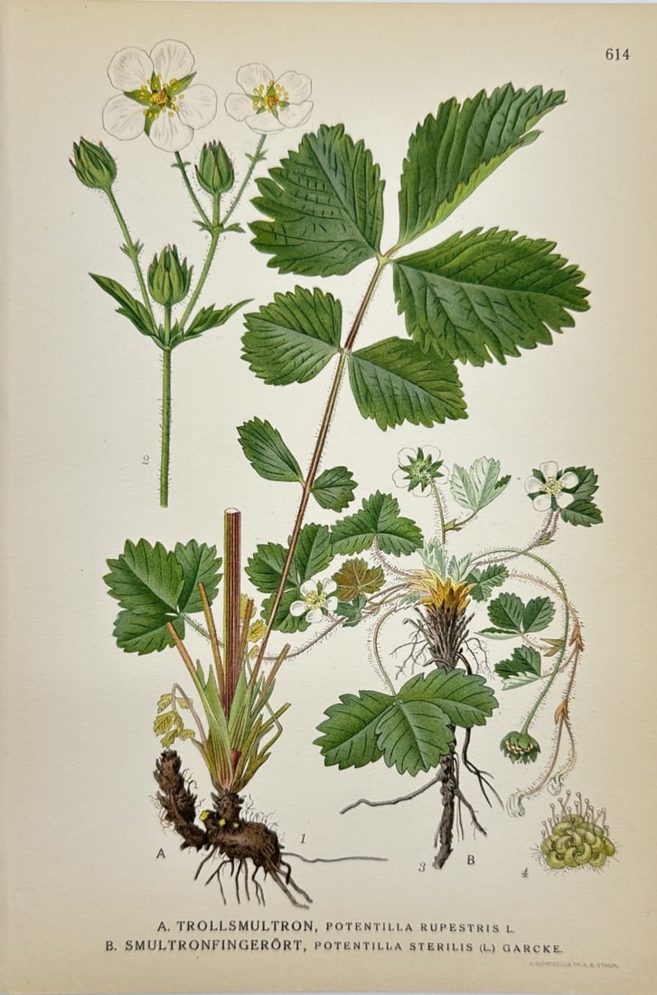 Carl Lindman – Botanical Chromolithograph – Wild Strawberry – Fragaria vesca (1 of 2)