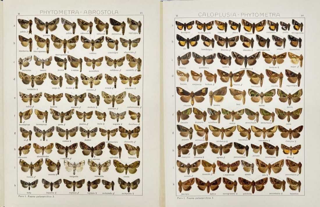 Adalbert Seitz – Set of 2 Butterfly Prints – Caloplusia phytometra & Crambidae Phycometra (1 of 3)