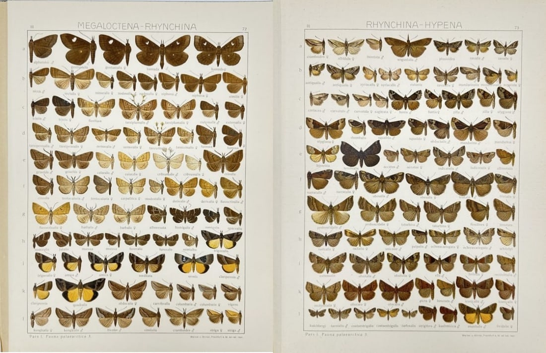 Adalbert Seitz – Set of 2 Butterfly Prints – Megaloctena rhynchina & Rhynchina hypena (1 of 3)
