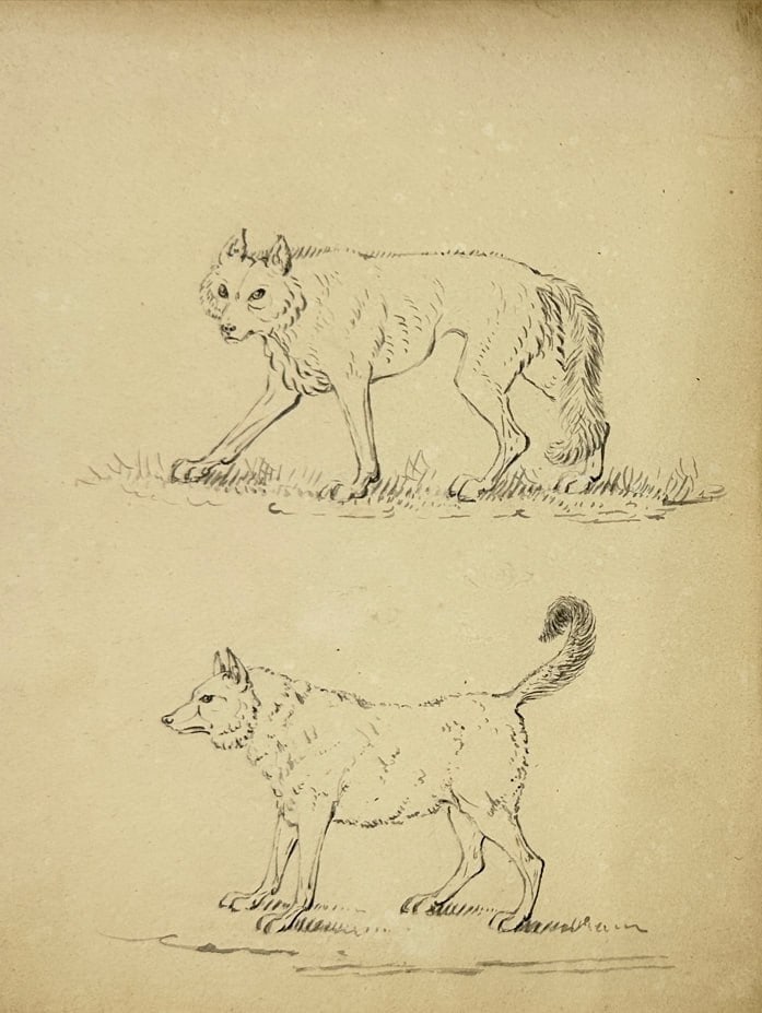 Unknown – Zoological Ink Study – Canid-Type Mammals in Profile – Ink Drawing (1 of 1)