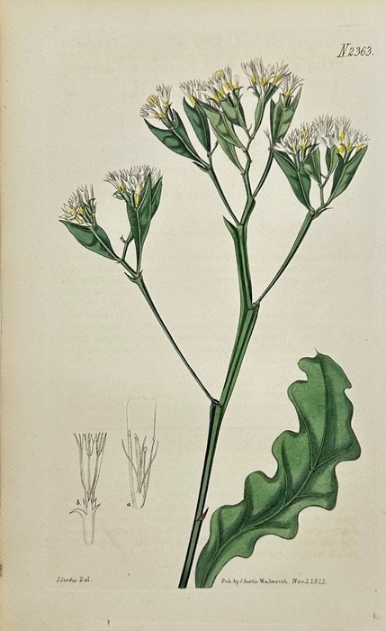 John Curtis – Botanical Print – Statice aegyptiaca – Hand-Colored Engraving (1839)   (1 of 2)