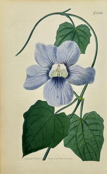 John Curtis (1791–1862) – Botanical Print – Bengal Clockvine – Engraving (1 of 2)