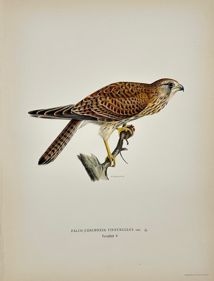 Magnus von Wright – Common Kestrel (Falco Tinnunculus) – Chromolithography (1 of 2)
