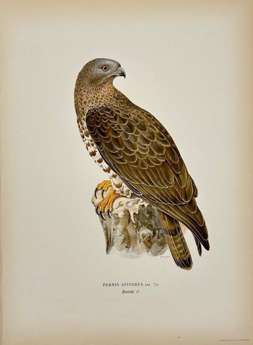 Magnus von Wright – European Honey Buzzard (Pernis Apivorus) – Chromolithography: "Pernis Apivorus" – This decorative antique print is from Svenska Foglar Efter Naturen Och På Stenritade by Magnus von Wright, published in 1920 by Algernon Börtzells tryckeri A.B. in Stockholm. T
