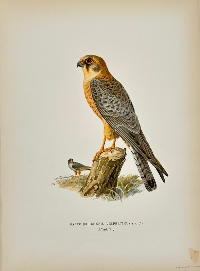 Magnus von Wright – Red-footed Falcon (Falco Cerchneis Vespertinus) – Chromolithography: "Falco Cerchneis Vespertinus" – This decorative antique print is from Svenska Foglar Efter Naturen Och På Stenritade by Magnus von Wright, published in Stockholm in 1920 by Algernon Börtzells tryc