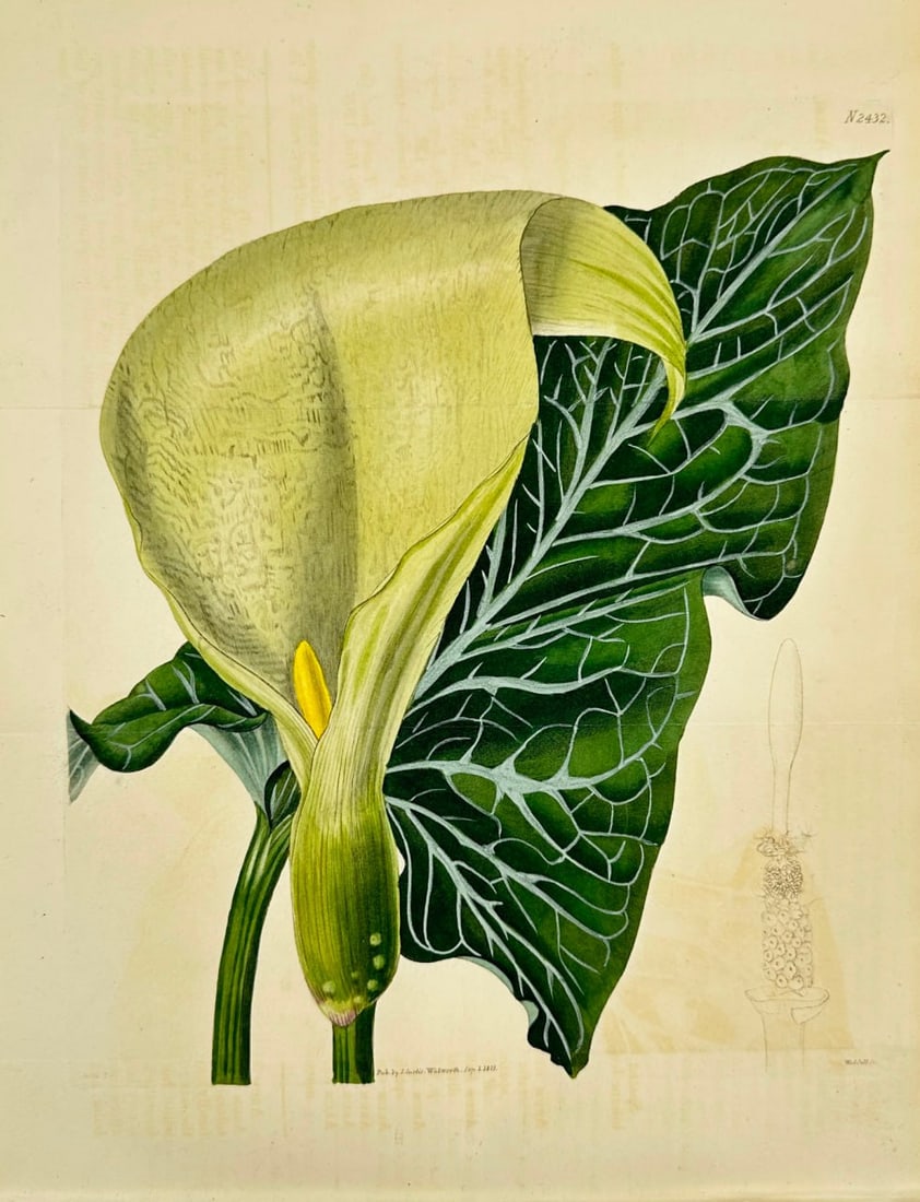 John Curtis – Botanical Engraving – Arum Maculatum (Lords-and-Ladies) – Hand-Coloured (1 of 3)