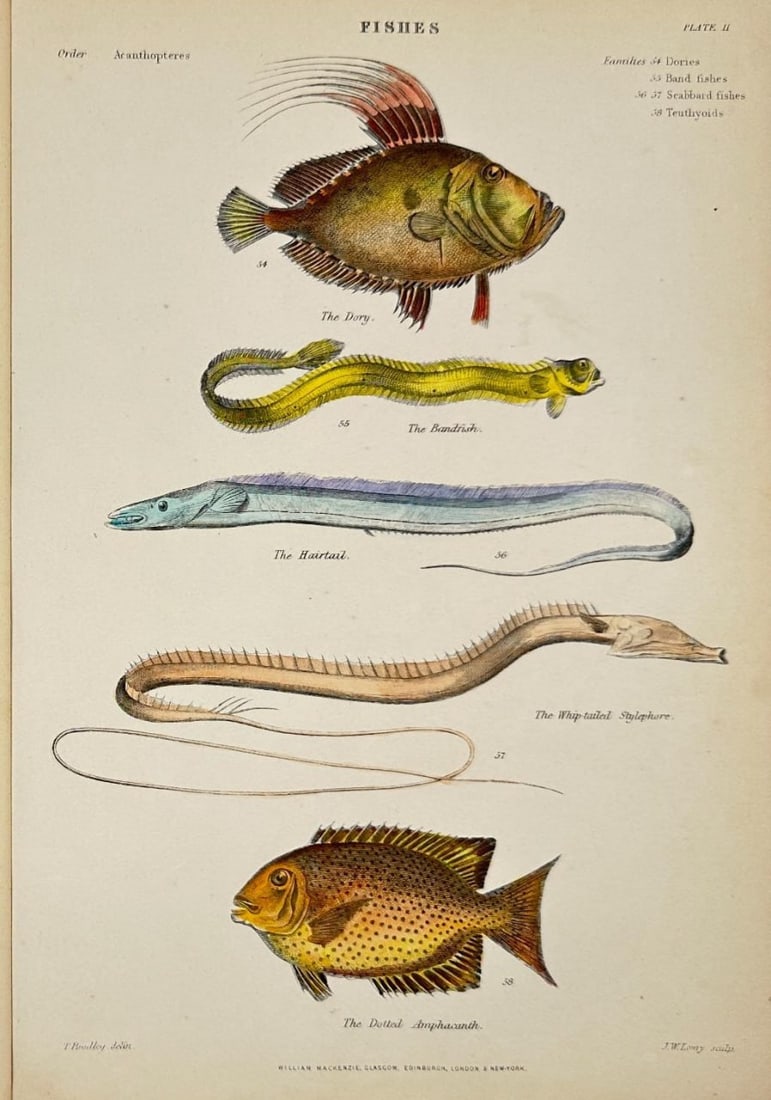 William MacKenzie – The Ramfish and The Whip-tailed Spaghettor – Hand-Coloured Engraving: This original hand-coloured engraving was published by William MacKenzie and features the Ramfish and the Whip-tailed Spaghettor—two distinctive species illustrated with fine detail and rich colorat