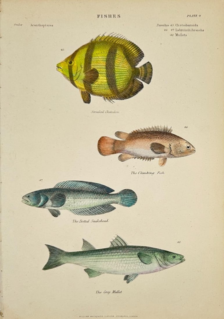 William MacKenzie – Fish Illustration – The Grey Mullet and The Lattail Snakehead: This detailed hand-coloured engraving was published by William MacKenzie and features two distinct fish species: The Grey Mullet and The Lattail Snakehead. Rendered with scientific clarity and vibrant