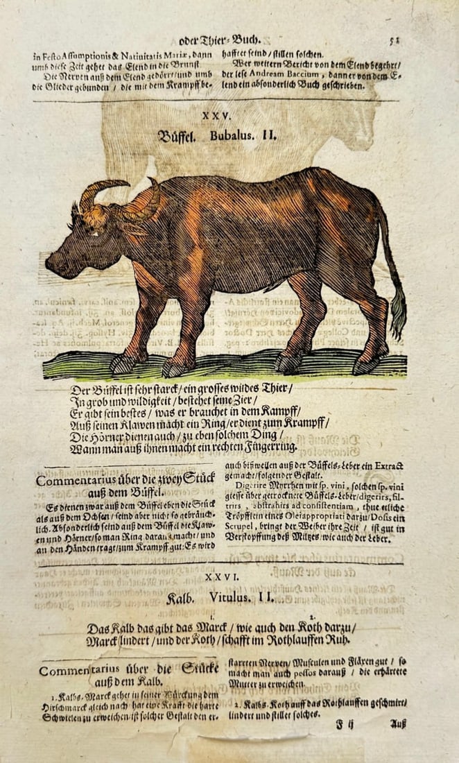 Johann Joachim Becher – Bubalus II (Buffalo) – Hand-Colored Engraving (1675) (1 of 2)