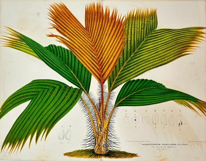 Charles Lemaire – Woody Plant Print – Vershafeltia Palm – Chromolithograph: This print features a richly detailed depiction of the palm species Vershafeltia, from the renowned horticultural journal L’illustration Horticole, published in Belgium starting in 1854. Artist or M