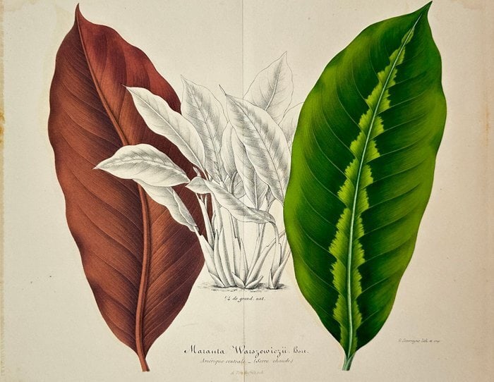 Charles Lemaire – Woody Plant Print – Ornamental Palm Study – Chromolithograph (1854) (1 of 1)