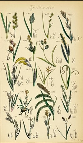 John E. Sowerby – Botanical Print – Flowering Meadow Plants – Hand-Coloured Lithograph (1 of 1)