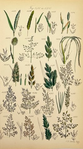 John E. Sowerby – Botanical Print – Herbaceous Field Plants – Hand-Coloured Lithograph (1 of 1)