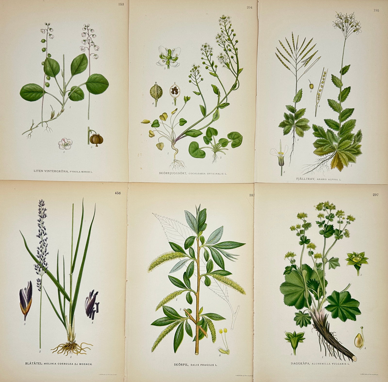 Carl Lindman – Set of 6 Botanical Prints – Pyrola Minor, Cochlearia Officinalis, Alchemilla: This set features six beautifully illustrated botanical plates from Bilder ur Nordens Flora, showcasing Pyrola Minor (Wintergreen), Cochlearia Officinalis (Common Scurvygrass), Alchemilla Alpina (Alpi