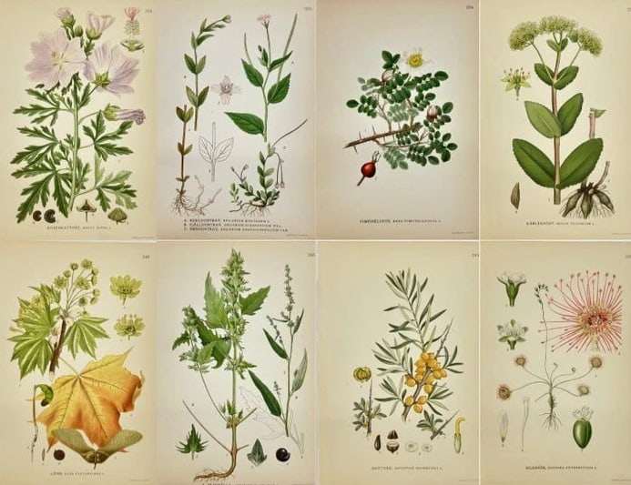 Carl Lindman (1856–1928) – Set of 8 Botanical Prints – Atriplex hastata – Chromolithographs (1 of 9)