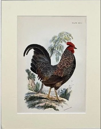 Alfred Brehm – Ornithological Study – Hand-Coloured Lithograph (1882) (1 of 1)