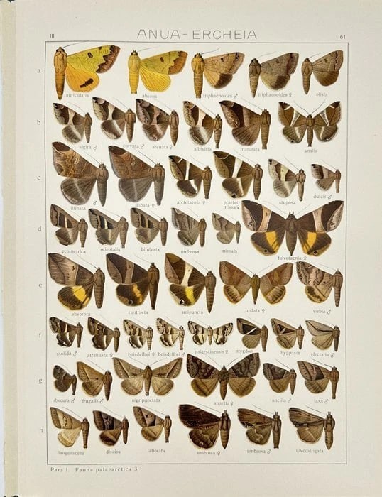 Adalbert Seitz – Noctuidae Butterfly Plate II – Hand-Coloured Chromolithograph (1 of 2)
