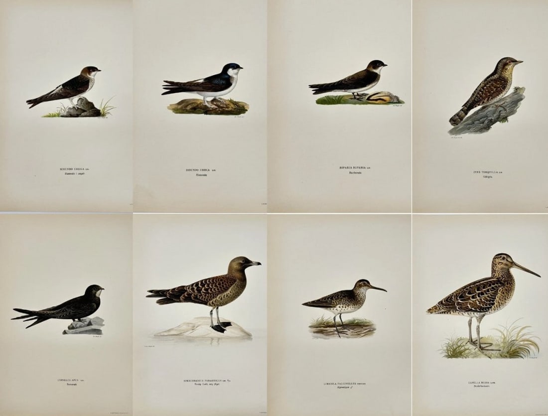 Magnus von Wright – Set of 8 Antique Prints – Hirundo urbica – House Martin – (1 of 8)