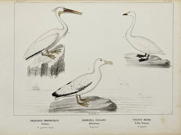 Peter Akerlund – Larus Species Study – Hand-Coloured Lithograph (1885) (1 of 1)