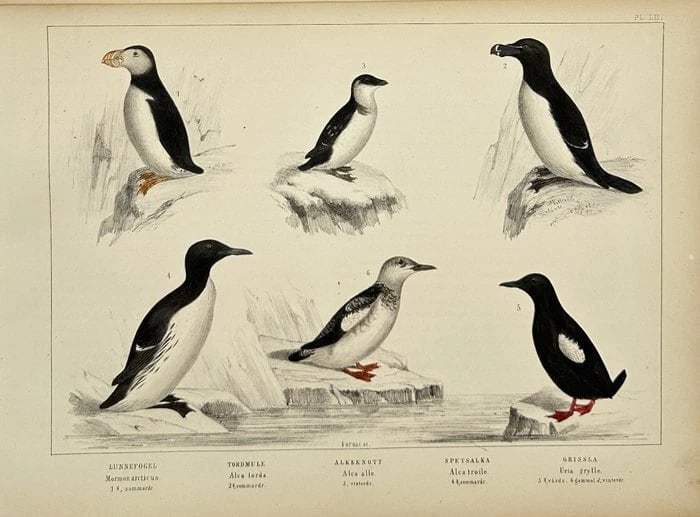 Peter Akerlund – Great Cormorant Study – Hand-Coloured Lithograph (1 of 1)