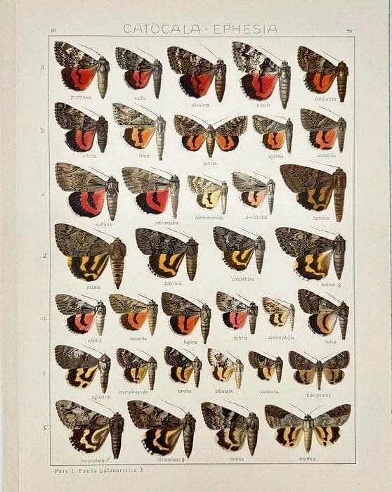 Adalbert Seitz – Palaearctic Butterflies Plate II – Hand-Coloured Chromolithograph (1 of 2)