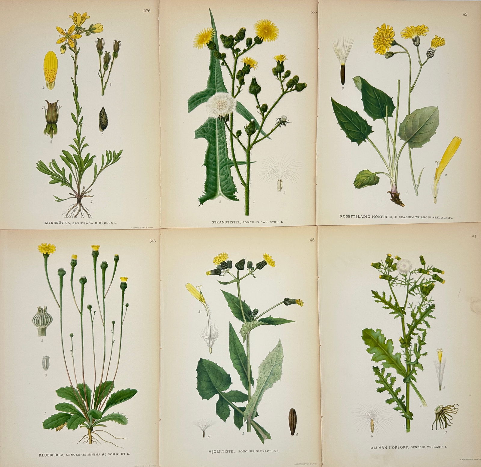 Carl Lindman – Set of 6 Botanical Prints – Senecio Vulgarius, Sonchus Palustris, Hieracium (1 of 2)