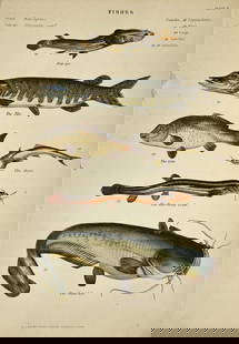 William Mackenzie (1794–1868) - Hand-Coloured Engravings – Fishes - Cyprinodontidae – Four-eye: This antique engraving originates from John Richardson and William S. Dallas’s work The Museum of Natural History. The Animal Kingdom: Quadrupeds, Birds, Reptiles, Fishes, Shells, and Insects, publi