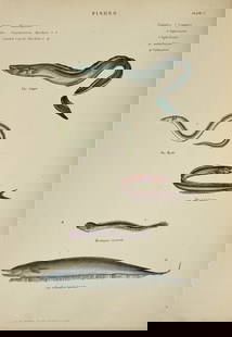William Mackenzie (1794–1868) - Hand-Coloured Engravings – Fishes - Conger conger – The Conger: This antique engraving originates from John Richardson and William S. Dallas’s work The Museum of Natural History. The Animal Kingdom: Quadrupeds, Birds, Reptiles, Fishes, Shells, and Insects, publi