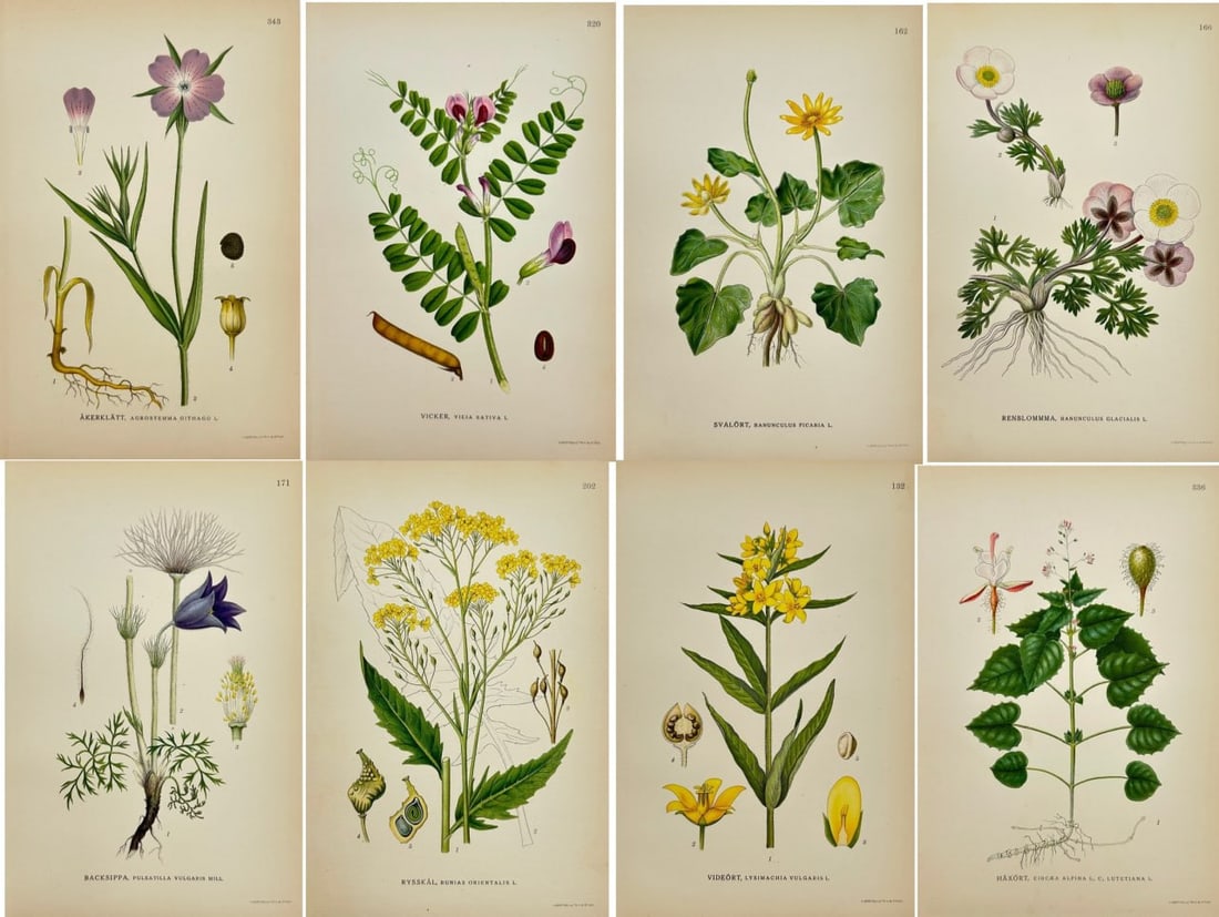 Carl Lindman (1856–1928) – Set of 8 Botanical Prints – Chromolithography  – 1922 (1 of 9)