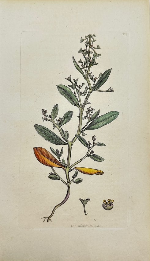 James Sowerby - Antique Botanical Print - Atriplex Pedunculata - Long-stalked Orache: This original hand-coloured engraving is from James Sowerby's *English Botany or, Coloured Figures of British Plants, with their Essential Characters, Synonyms and Places of Growth*, published by J. D
