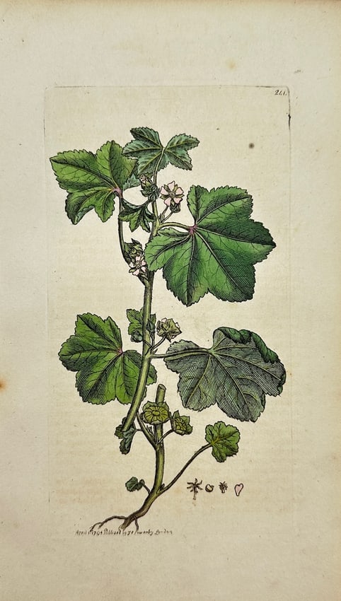 James Sowerby - Antique Botanical Print - Malva Pusilla - Small Mallow: This original hand-coloured engraving is from James Sowerby's *English Botany or, Coloured Figures of British Plants, with their Essential Characters, Synonyms and Places of Growth*, published by J. D