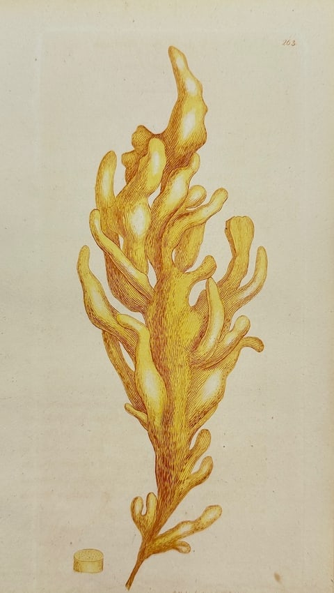 James Sowerby - Antique Botanical Print - Ulva Diaphana - Transparent Sea Lettuce: This original hand-coloured engraving is from James Sowerby's *English Botany or, Coloured Figures of British Plants, with their Essential Characters, Synonyms and Places of Growth*, published by J. D