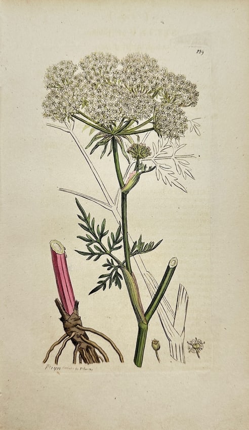 James Sowerby - Antique Botanical Print - Selinum Palustre - Marsh Angelica: This original hand-coloured engraving is from James Sowerby's *English Botany or, Coloured Figures of British Plants, with their Essential Characters, Synonyms and Places of Growth*, published by J. D