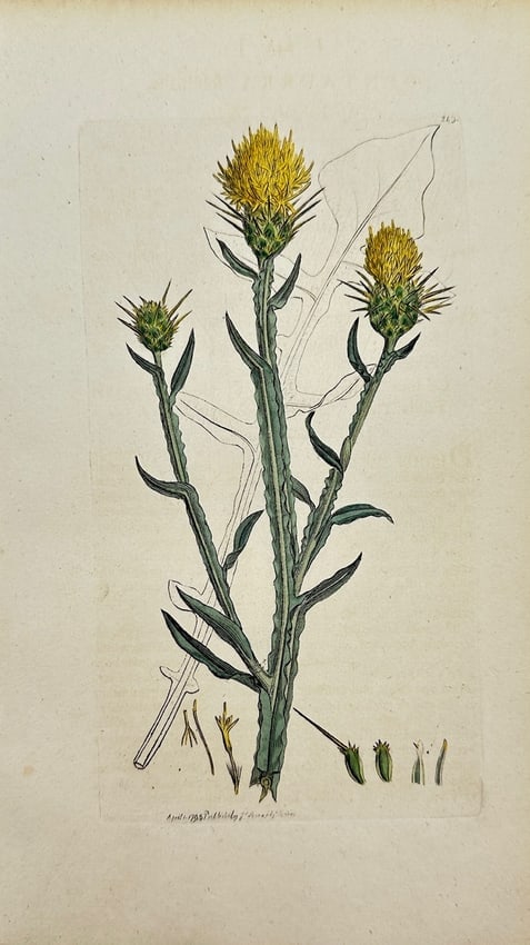 James Sowerby - Antique Botanical Print - Centaurium Erythraea - Common Centaury: This original hand-coloured engraving is from James Sowerby's *English Botany or, Coloured Figures of British Plants, with their Essential Characters, Synonyms and Places of Growth*, published by J. D