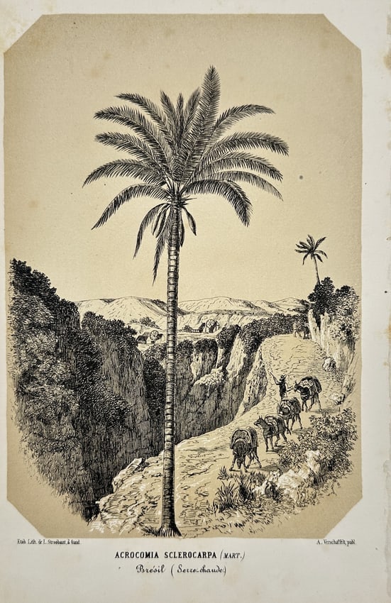 Charles Antoine Lemaire (1800 - 1871) - Botanical Print - Acrocomia Sclerocarpa (Mart.) – 1854: This original lithograph is from Charles Antoine Lemaire's renowned work "The Horticultural Illustration," published in Belgium in 1854. The publication showcases Lemaire's expertise in botanical illu