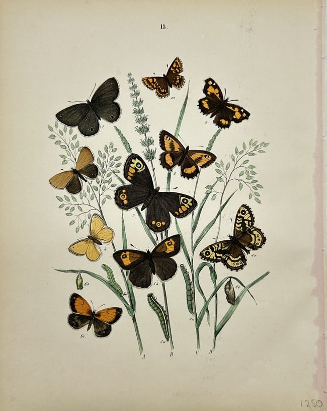 William Forsell Kirby - British Butterflies - Numbered - 1250 (1 of 3)