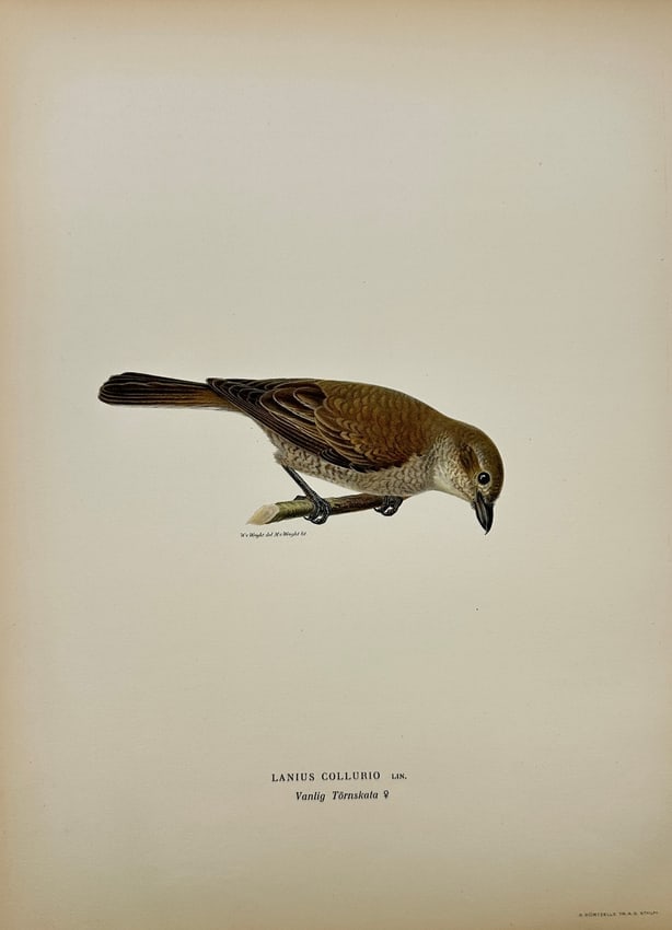 Original Antique Bird Print - Magnus von Wright - Image Lanius Collurio - F5 (1 of 2)