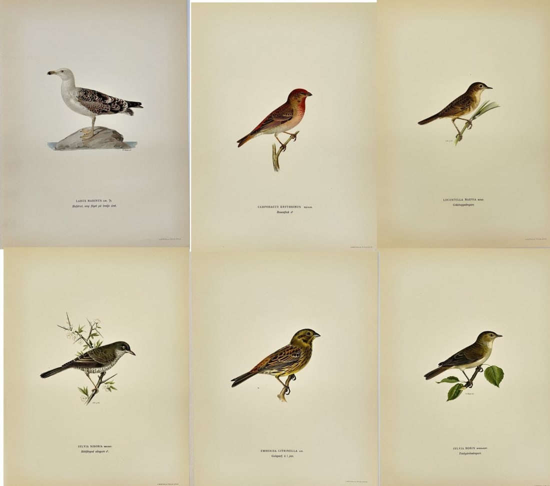 Magnus von Wright (1805–1868) – Set of 6 Bird Prints – Chromolithography – Svenska Foglar (1 of 7)