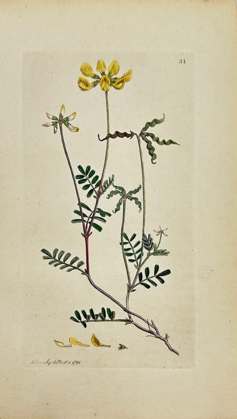 Antique Print - James Sowerby - Hippocrepis Comosa - Eggleaf Vetchling - F1: This original hand-coloured engraving is from James Sowerby's ”English Botany or, Coloured Figures of British Plants, with their Essential Characters, Synonyms and Places of Growth”, publi
