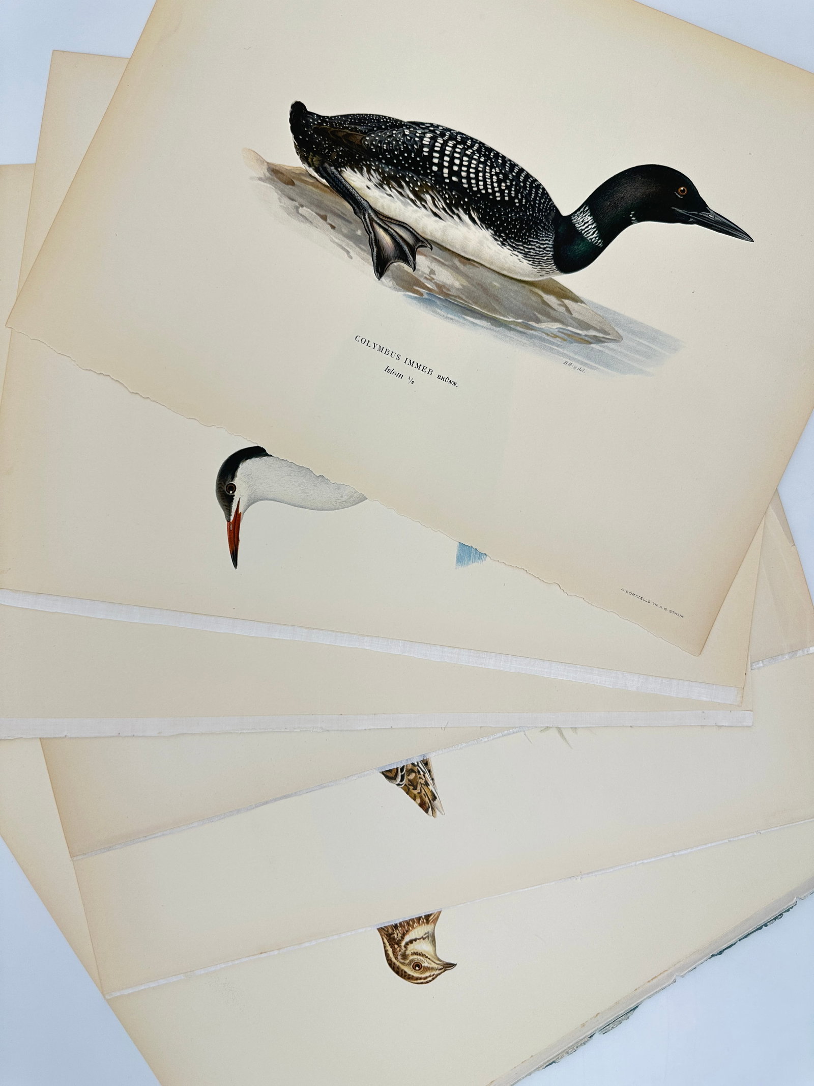 Magnus & Wilhelm von Wright – Set of 6 Bird Prints – Colymbus Immer and Other Nordic Species (1 of 5)