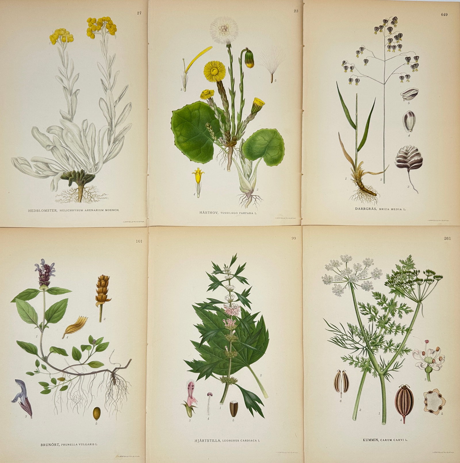 Carl Lindman – Set of 6 Botanical Prints – Helichrysum Arenarium, Prunella Vulgaris (1 of 2)