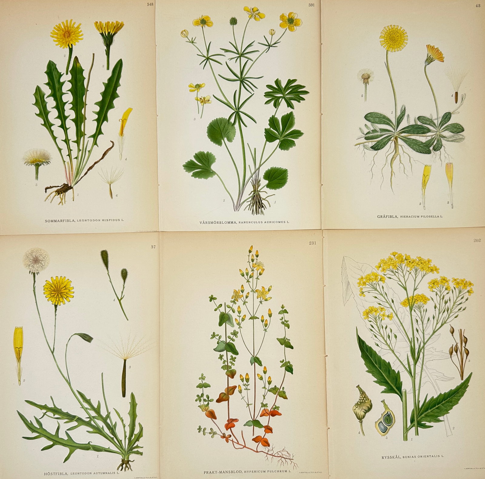 Carl Lindman – Set of 6 Botanical Prints – Leontodon, Ranunculus, Hieracium and Other: This set includes six chromolithographs by Carl Lindman from his botanical work Bilder ur Nordens Flora, focusing on yellow-flowering plant species common to the Nordic region. The plates depict Leont