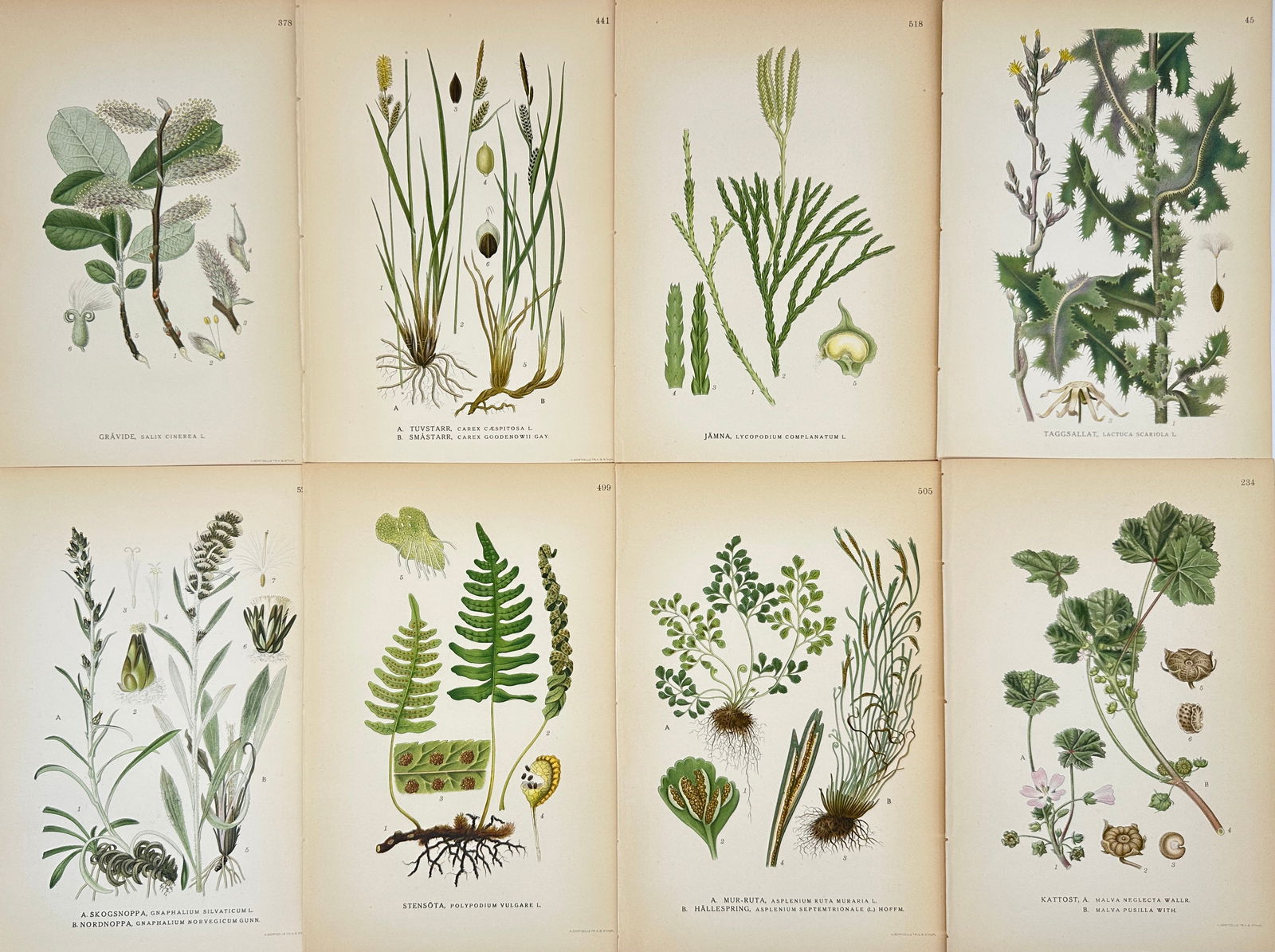Carl Lindman – Set of 8 Botanical Prints – Salix Cinerea, Lycopodium, Polypodium and Other (1 of 2)