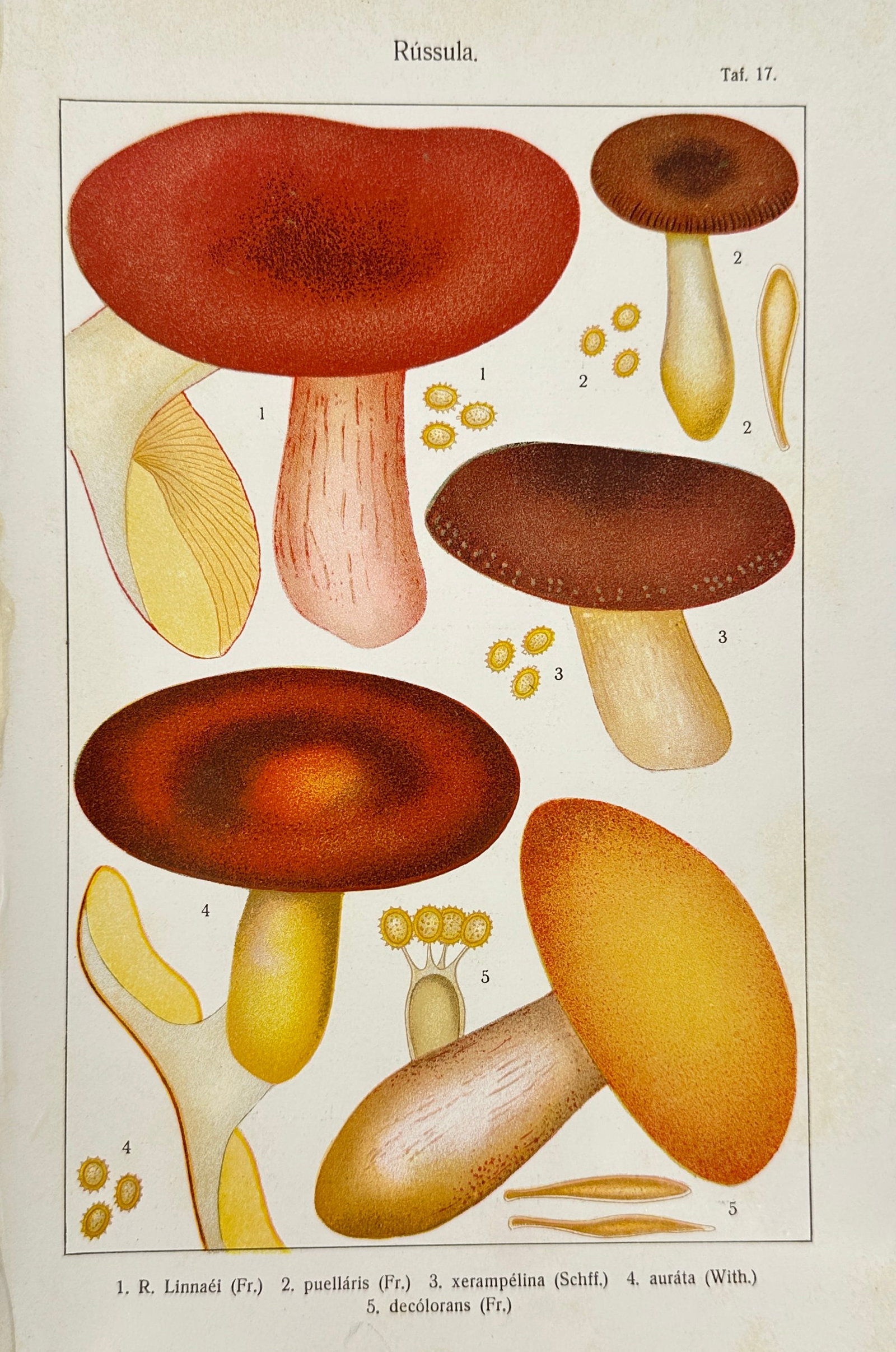 Leipzig Mycological Atlas - Mushroom Print – Russula Species – Chromolithograph (1915) (1 of 3)