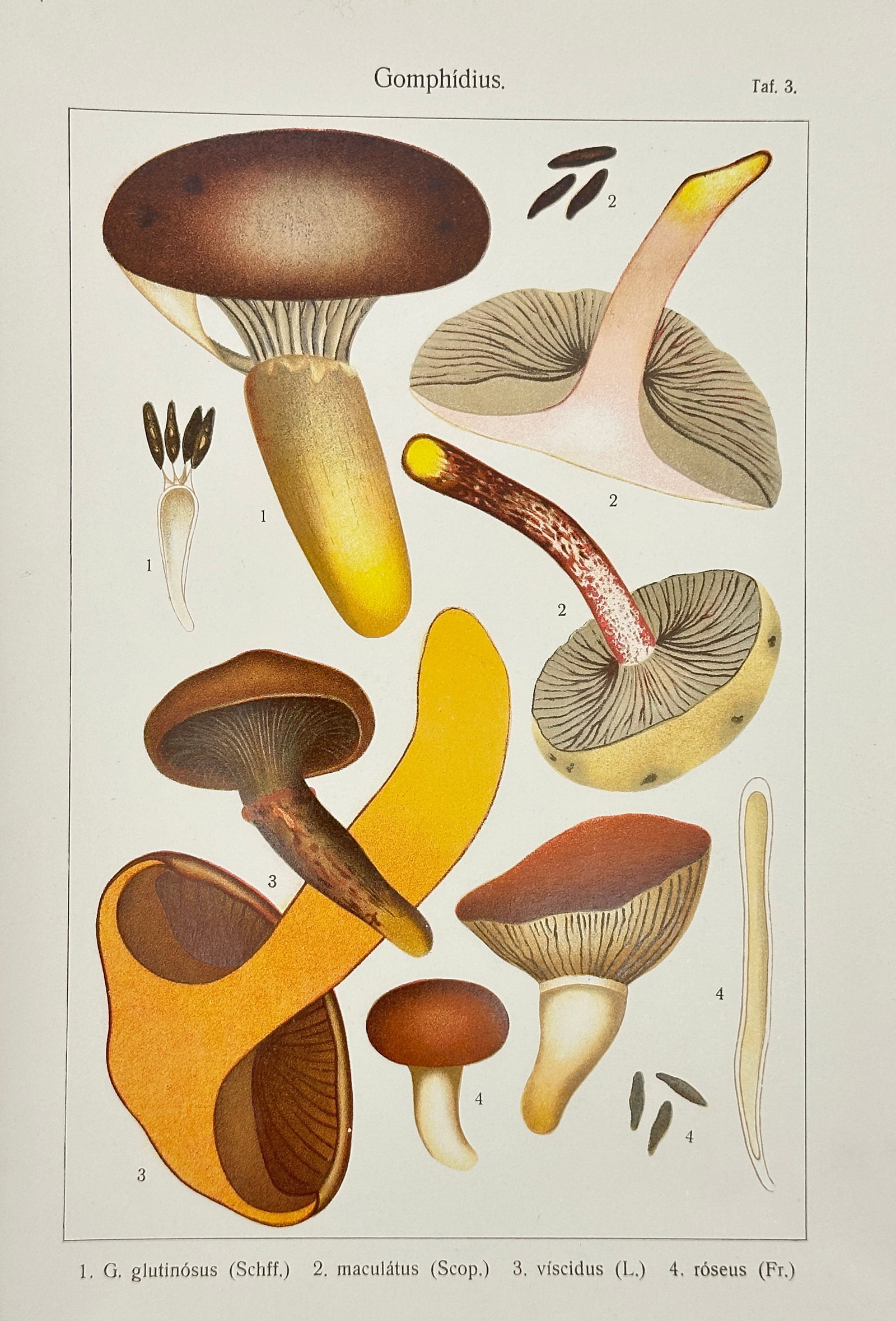 Leipzig Mycological Atlas – Mushroom Print – Gomphidius Species with Glossy Caps and Yellow: This vibrant chromolithograph from Plate 3 features four species of the genus Gomphidius, known for their sticky caps, decurrent gills, and dramatic coloration. The illustrated species include G. glut