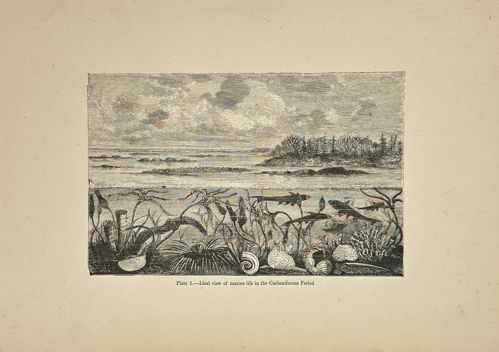 William MacKenzie – Engraved Plate – Ideal View of Marine Life in the Carboniferous Period: This antique steel engraving, titled Ideal View of Marine Life in the Carboniferous Period, presents a scientifically imaginative reconstruction of an ancient coastal ecosystem. The scene includes pri